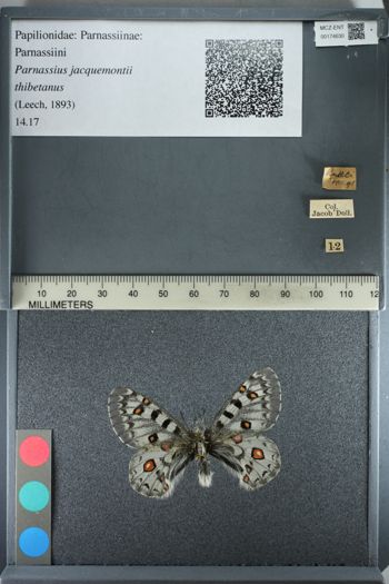 Media type: image;   Entomology 174630
